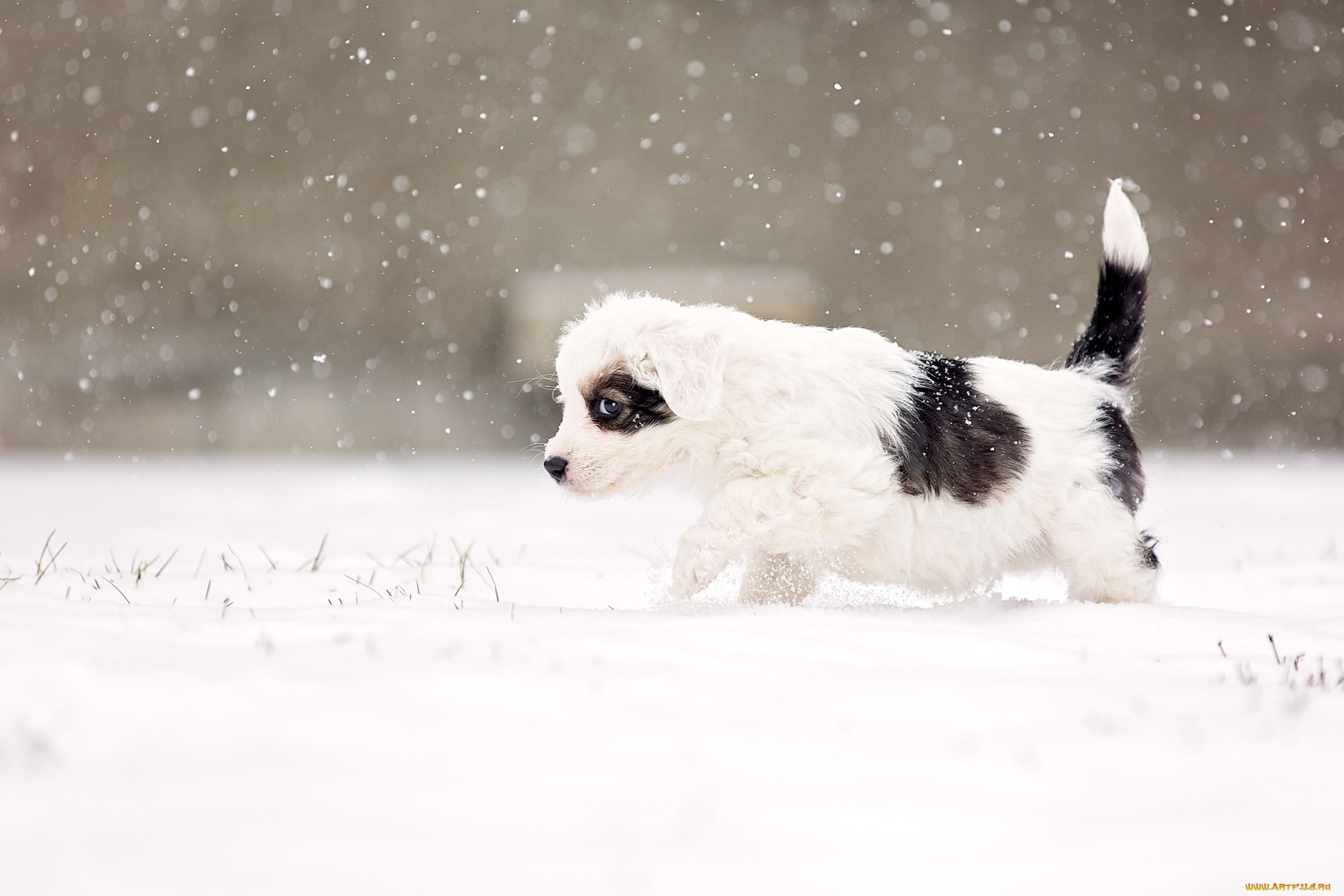 , , alert, snow, snowing, suspicious, eye, dog